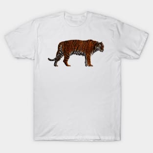 Amur tiger colour drawing T-Shirt